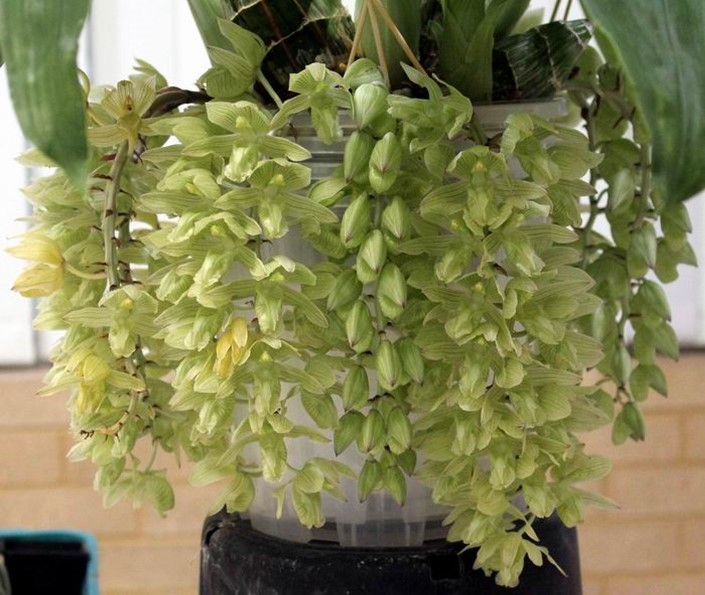 Newsletters – Species Orchid Society of WA