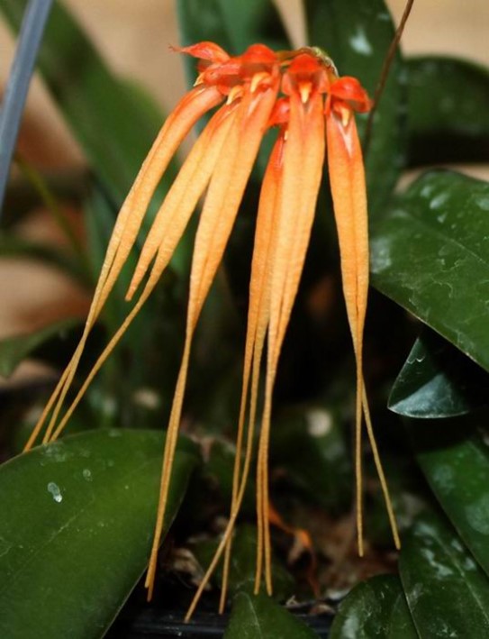 Newsletters – Species Orchid Society of WA