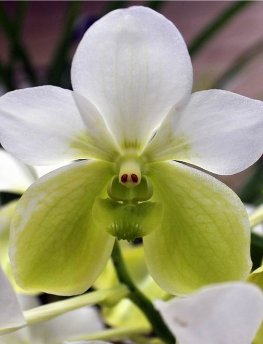 Newsletters – Species Orchid Society of WA