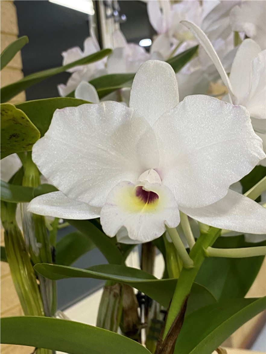 Newsletters – Species Orchid Society of WA