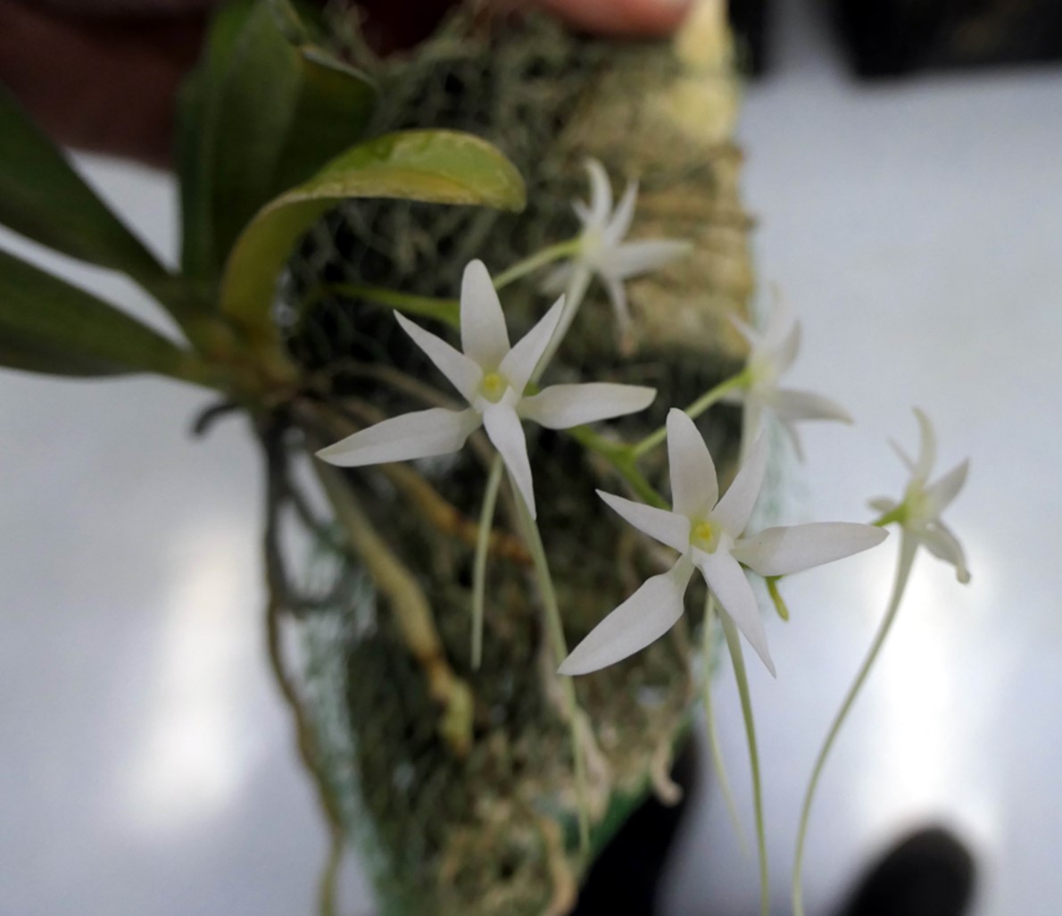 Newsletters – Species Orchid Society of WA