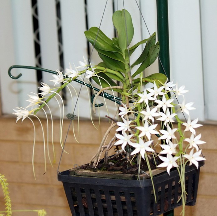 Newsletters – Species Orchid Society of WA