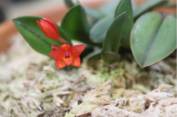 Newsletters – Species Orchid Society of WA