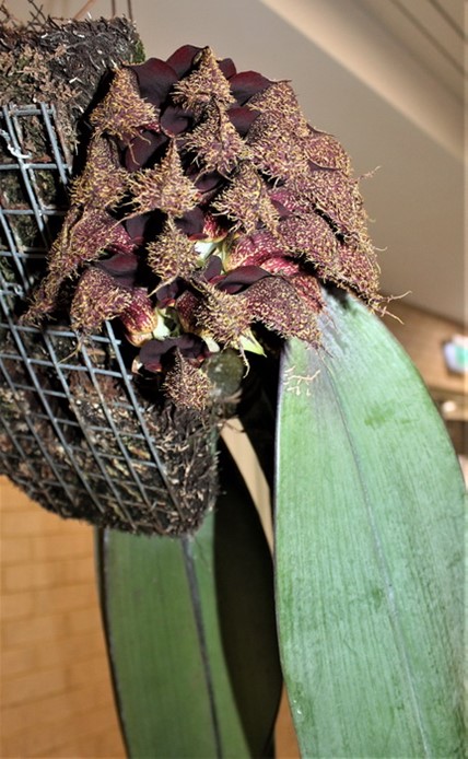 Newsletters – Species Orchid Society of WA