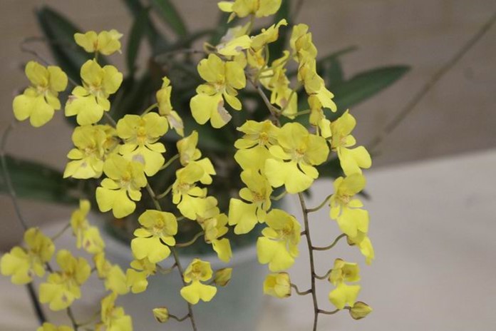 Newsletters – Species Orchid Society of WA