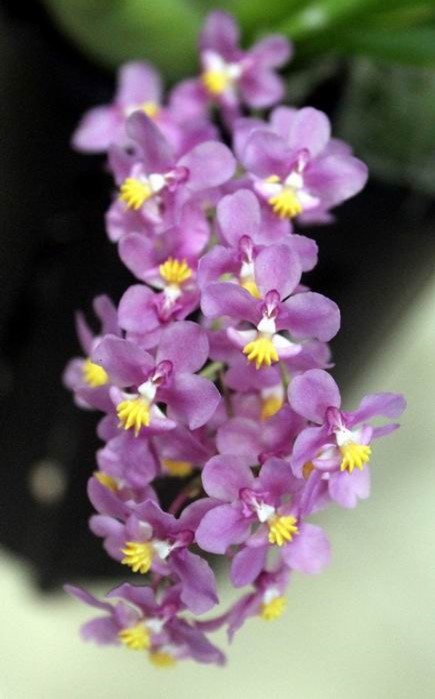 Newsletters – Species Orchid Society of WA