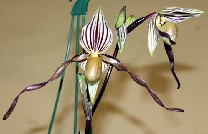 Newsletters – Species Orchid Society of WA