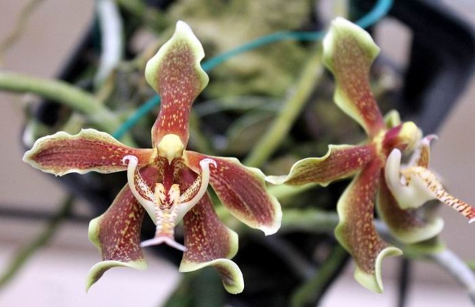 Newsletters – Species Orchid Society of WA