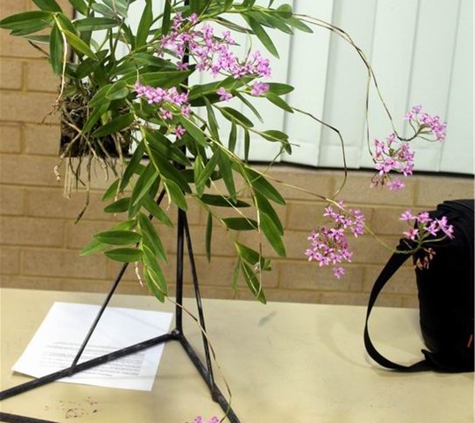 Newsletters – Species Orchid Society of WA