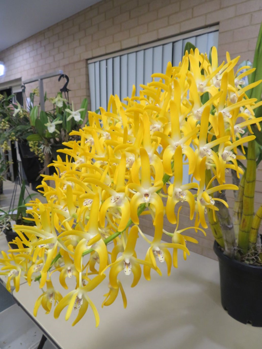 Newsletters – Species Orchid Society of WA