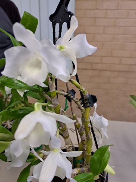 Newsletters – Species Orchid Society of WA