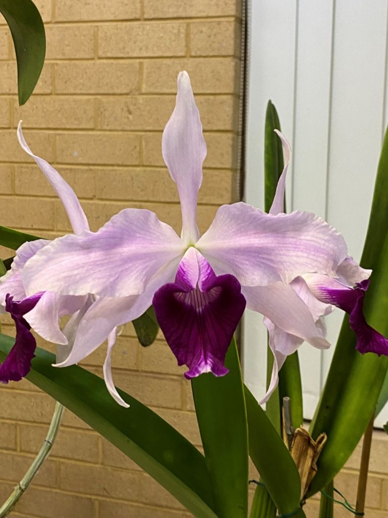 Newsletters – Species Orchid Society of WA