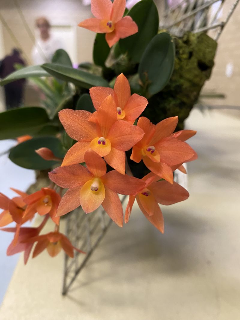 Newsletters – Species Orchid Society of WA