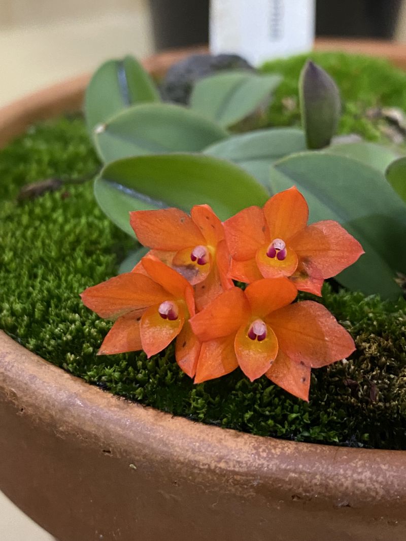 Newsletters – Species Orchid Society of WA