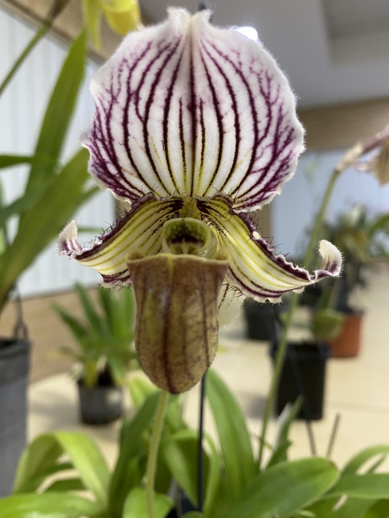 Newsletters – Species Orchid Society of WA