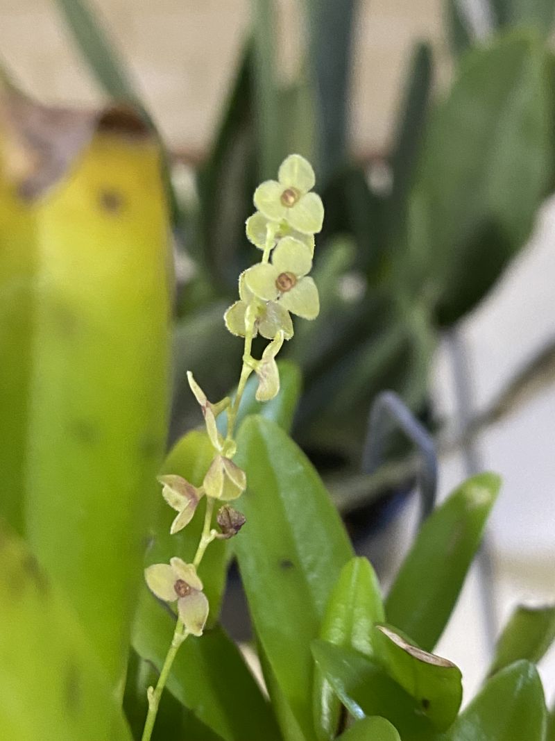 Newsletters – Species Orchid Society of WA