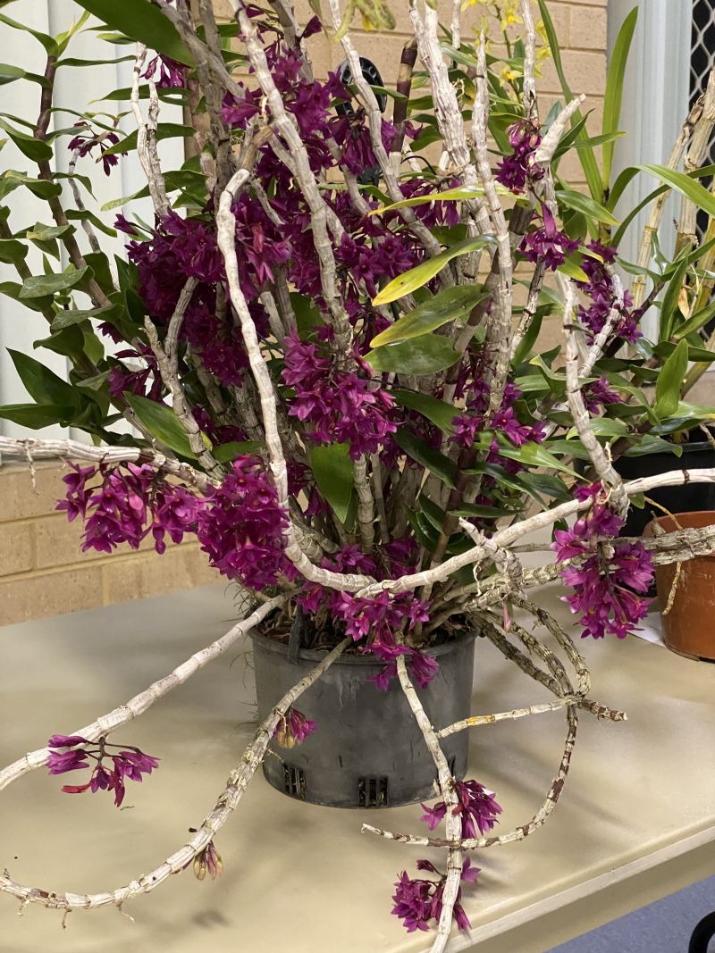 Newsletters – Species Orchid Society of WA