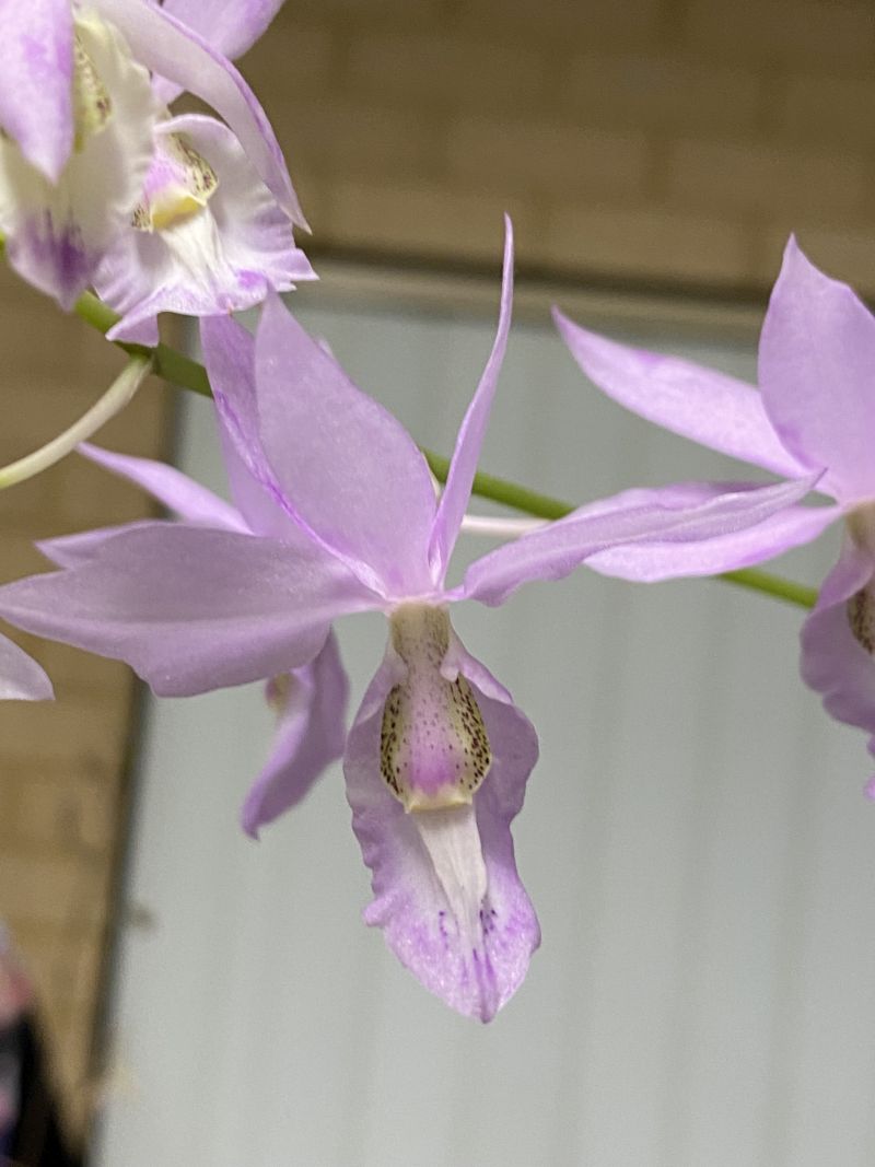 Newsletters – Species Orchid Society of WA